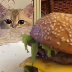 孟若羽无删减版大全
